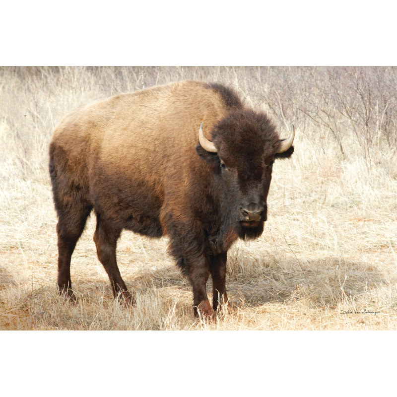 American Bison II - Wrapped Canvas Print, 81cm H x 122cm W