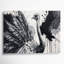 Faune autruche grise, art mural sur toile-1363551093