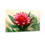 Plantes et fleurs avec fleurs rouges éclatantes et feuilles vertes-1204222805-1204222801