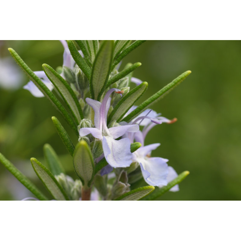 Rosemary Flowers by Rolbos, 24" H x 36" W