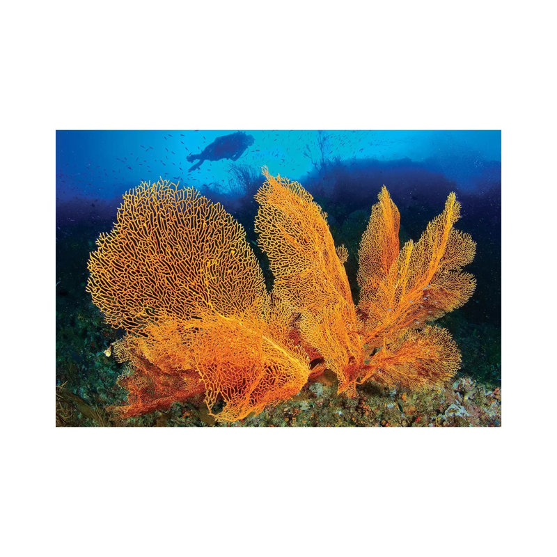 A Diver Looks At Large Gorgonian Sea Fans, Solomon Islands by Steve Jones - Wrapped Canvas Print, 30.48 cm H x 45.72 cm W