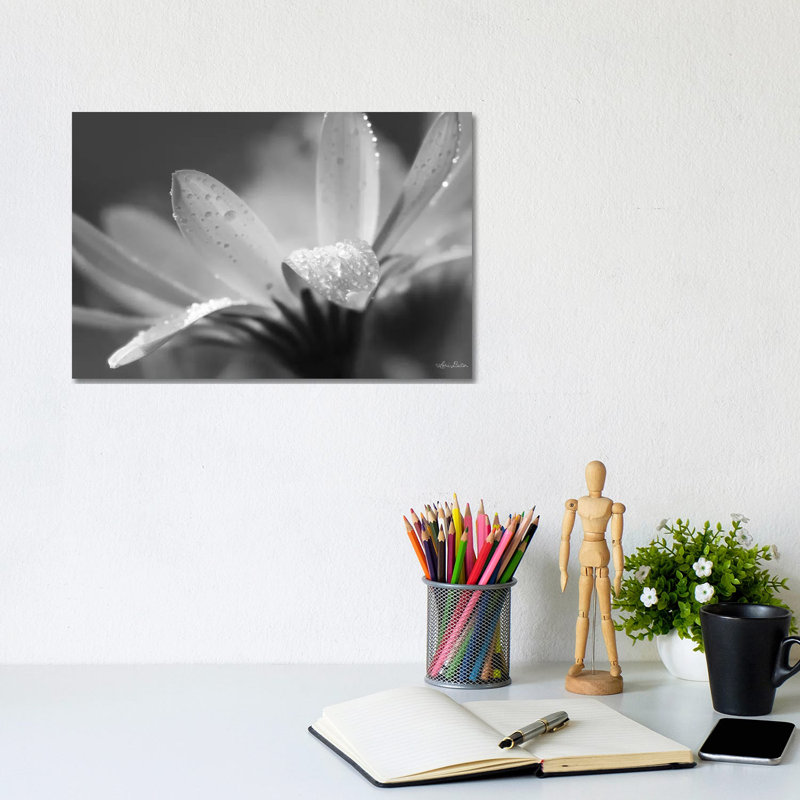 Daisy by Lori Deiter - Wrapped Canvas Print, 20.32 cm H x 30.48 cm W