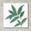 «Bay Leaf» par Chris Paschke-930725808