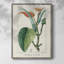 «Turpin Tropical Botanicals II», reproduction encadrée - bois massif-1849439129