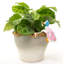 Gabir Puddle-Duck Pot Hanger