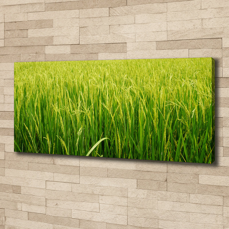 Rice Field - Wrapped Canvas Print, Canvas, 50cm H x 125cm W