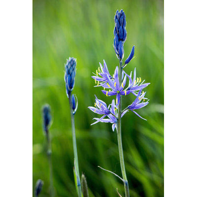 Rajashri Camas Flowers - Wrapped Canvas Print