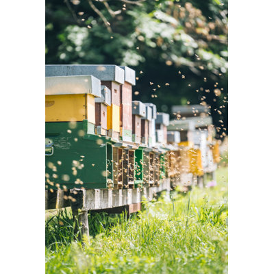 Honey Beehive Colony by AscentXmedia - Wrapped Canvas Print