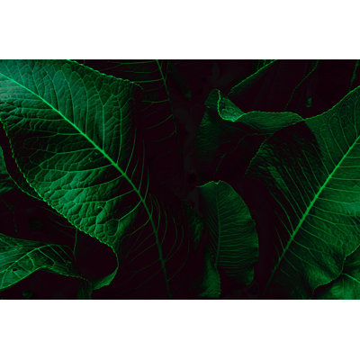 «Green Leaves» par Dmitry Shundeev - photographie sur toile tendue