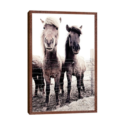 Iceland Horse Asti And Bessa 09 by Monika Strigel - Print on Canvas