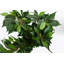 Anjeli 60cm Faux Foliage Plant in Pot