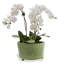 Bamboo Garden Center Basin-1511650648