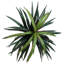 Arbre de margarata Executive en panier