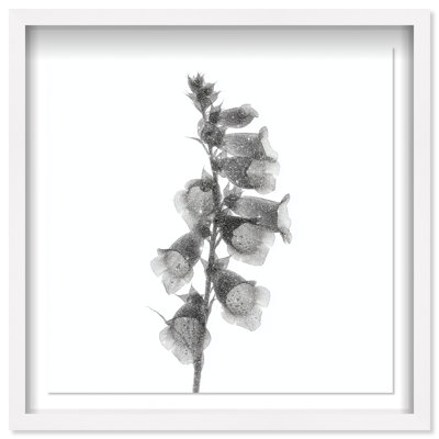 Ossified Petals II Shadowbox Floral & Botanical Print by Oliver Gal, Black Frame, 12 x 12