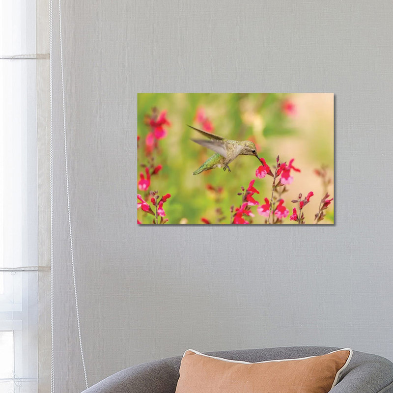 USA, Arizona, Desert Botanic Garden. Feeding Hummingbird. by Jaynes Gallery - Wrapped Canvas Gallery-Wrapped Canvas Giclée