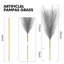 Herbe de 17 po Pampas-2050360857