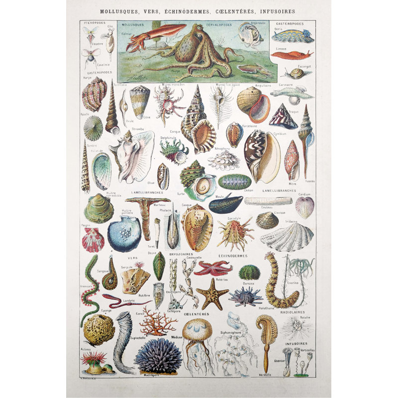 «19Th Century Sea Life» par Gwengoat, impression sur toile tendue, H 18 po x l 12 po