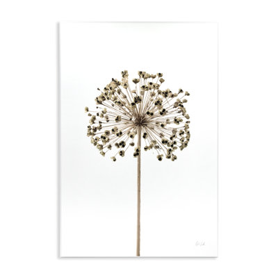 «Minimal Allium Bud» par Deborah Revell