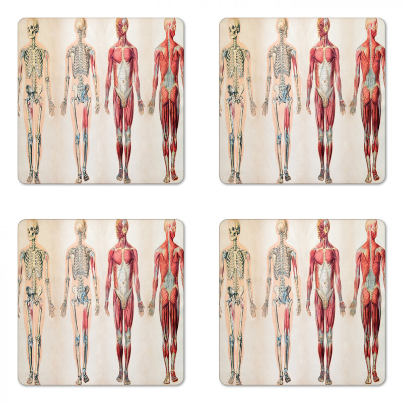 Sous-verre de l’anatomie humaine