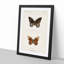 Limenitis Arthemis Butterfly by S.F. Denton - Picture Frame Painting Print-55582631-55582636
