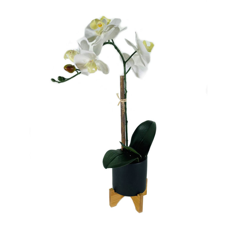 Pot d'orchidée phalaenopsis 20 po