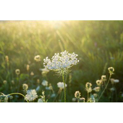 Meadow Flowers by Valeria Vechterova - Wrapped Canvas Print