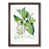 Walnut Framed selected
