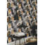 Rouleau de papier peint L 33 pi x l 20,9 po Jeneka Giacometti