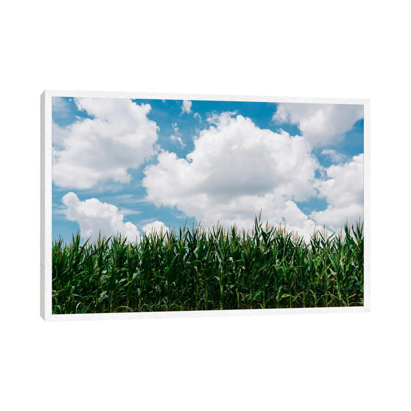 Rural Corn Fields III by Bethany Young - Print on Canvas, White Framed, 101.6cm H x 152.4cm W x 3.81cm D