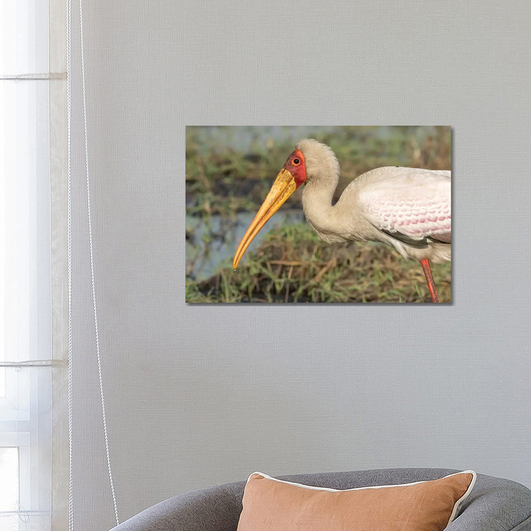 Africa, Botswana, Chobe National Park. Yellow-Billed Stork Profile. - Wrapped Canvas Print