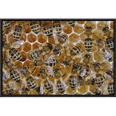 " Honey Bees On Honeycomb Filled With Honey "