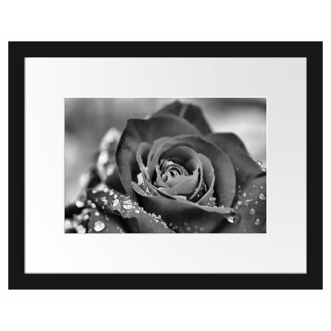 Gerahmtes Poster Rose mit Wassertropfen