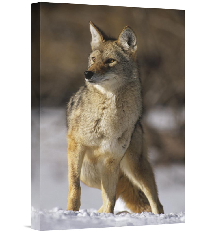 Coyote Portrait - Photograph on Canvas, 24" H x 16" W