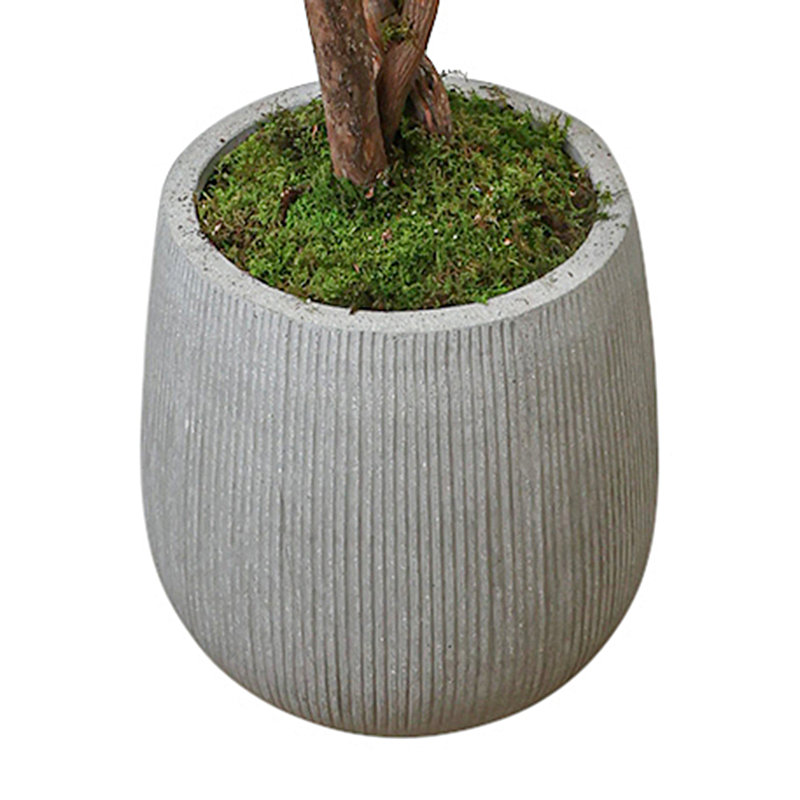Fiddle Leaf Tree in Fiberstone Pot