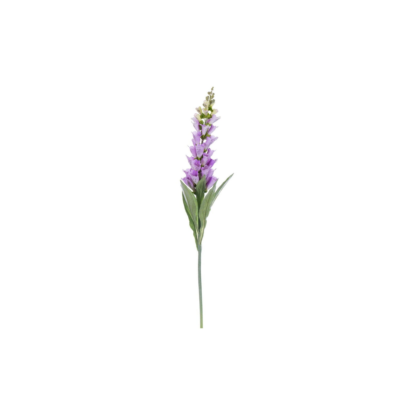 Fuchsia Stem, Lavender