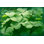 " Clover In Meadow - Clover Leaves "