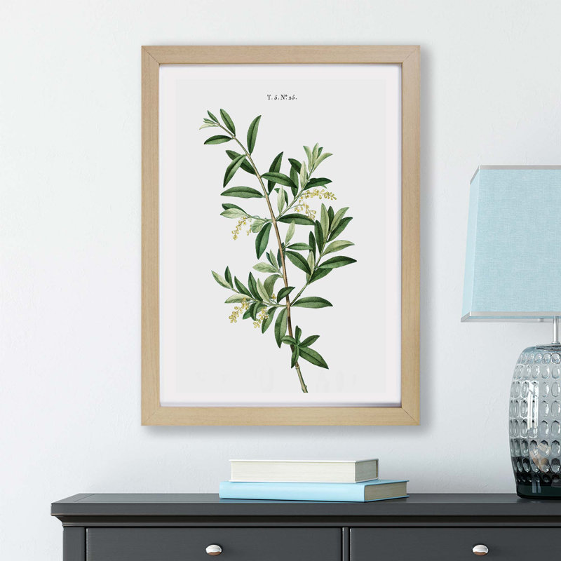 Olive Tree by Pierre-Joseph Redoute - Single Picture Frame Painting, 24cm H x 33cm W x 2cm D, Oak
