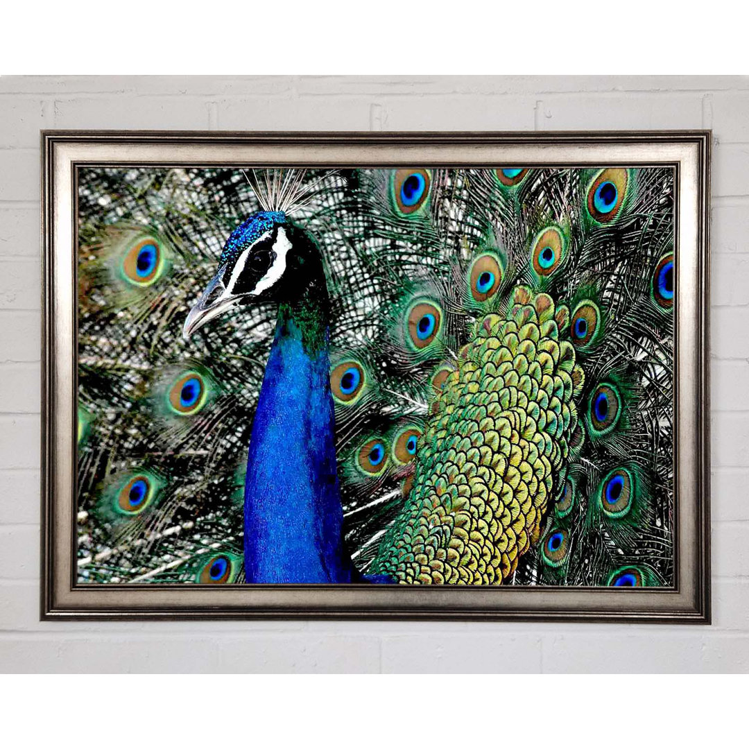 Peacock Stare - Einzelner Bilderrahmen Kunstdrucke