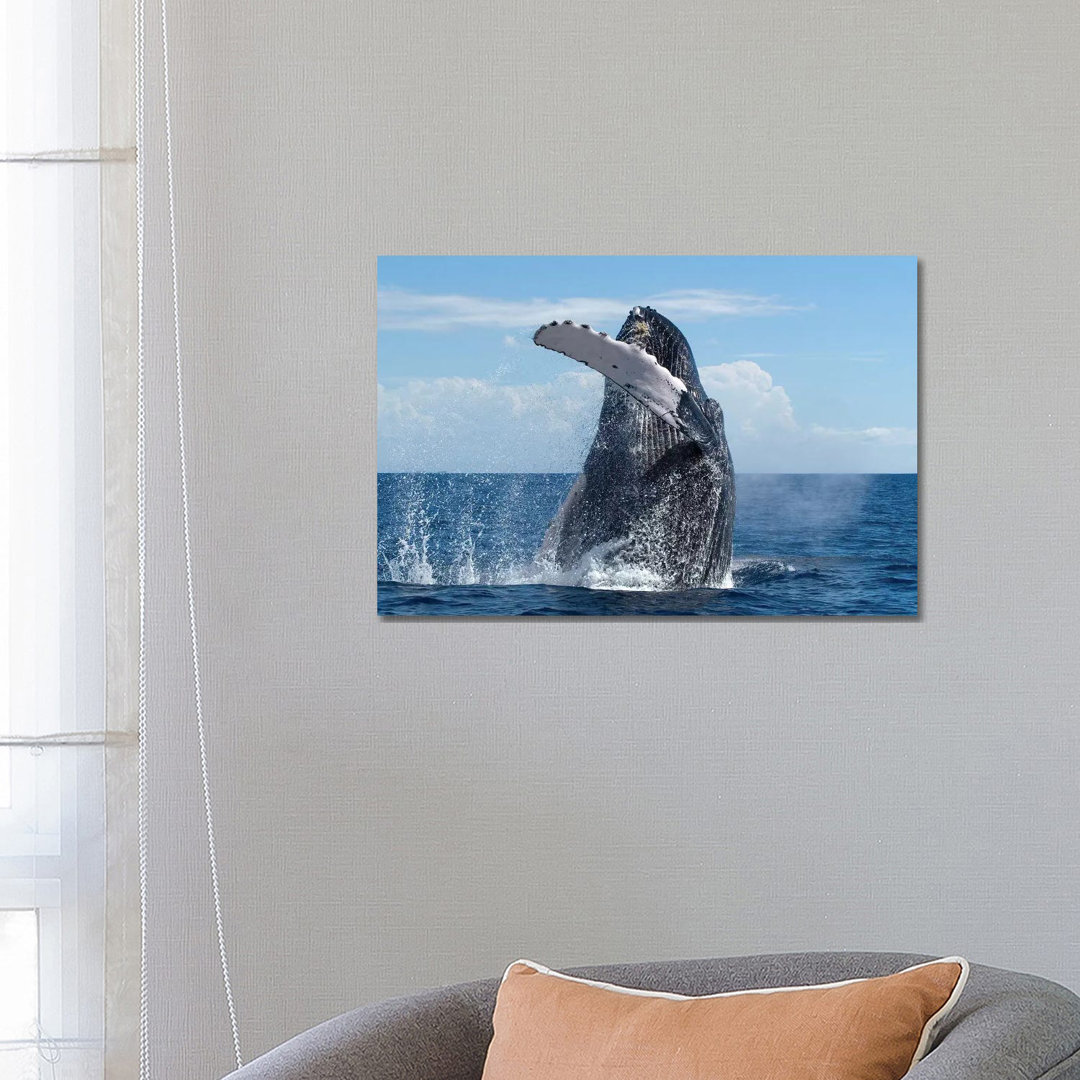 Humpback Whale Breaching, Humpback Whale National Marine Sanctuary, Maui, Hawaii by Flip Nicklin - Wrapped Canvas Print