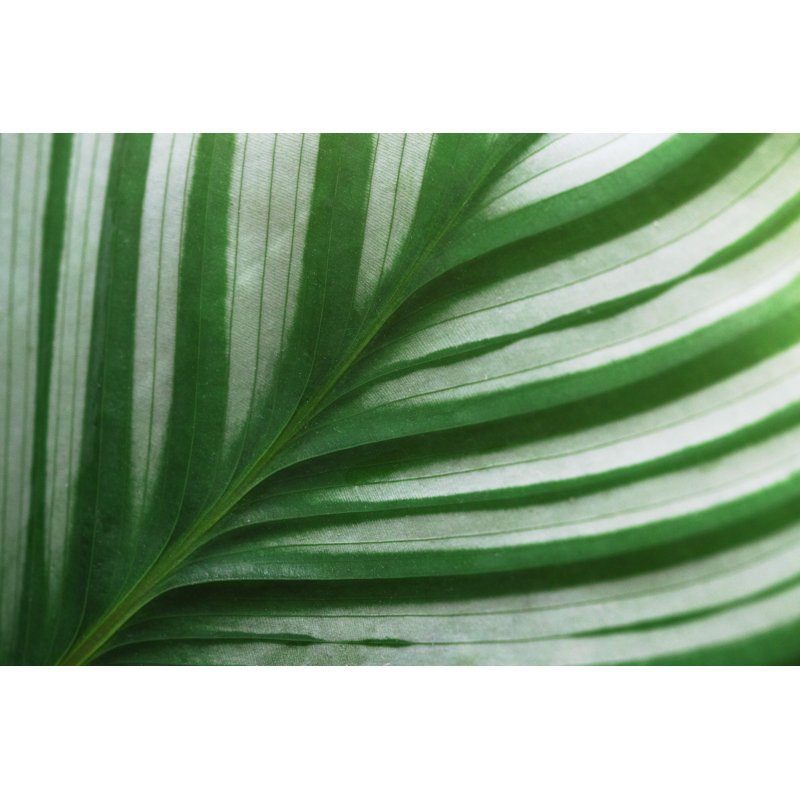 Calathea à rayures vertes par Jennifer Kosig, H 8 po x l 12 po