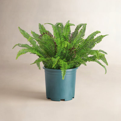 Boston Fern Plant in Nursery Pot