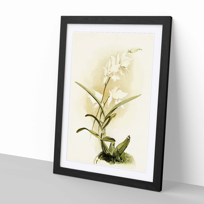 Magnolia Flowers Illustration Tab. 87 by Frederick Sander - Picture Frame Painting Print, 50cm H x 35cm W x 2cm D, Black