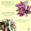 Live Tradescantia Nanouk Plant-2018534587