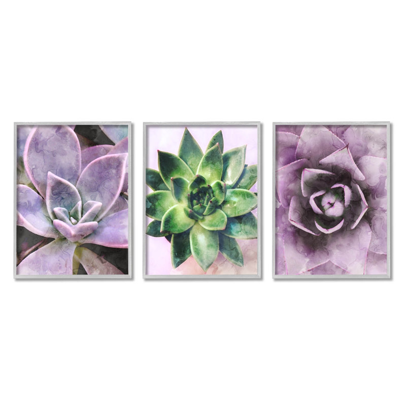 «Purple Sprouting Succulents Close Up», ensemble de 3 giclées encadrées par Lil 'Rue, H 14 po x l 11 po x P 1,5 po