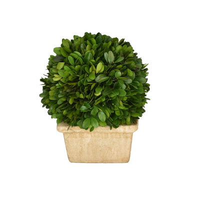 Buis Boxwood