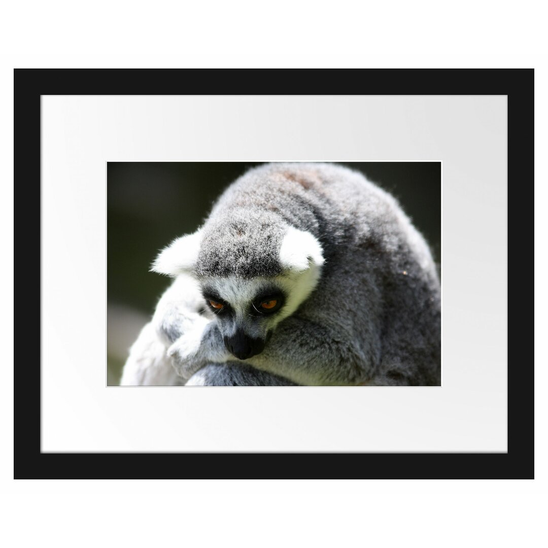 Gerahmtes Fotoposter 'Sitzender Ringelschwanzlemur'