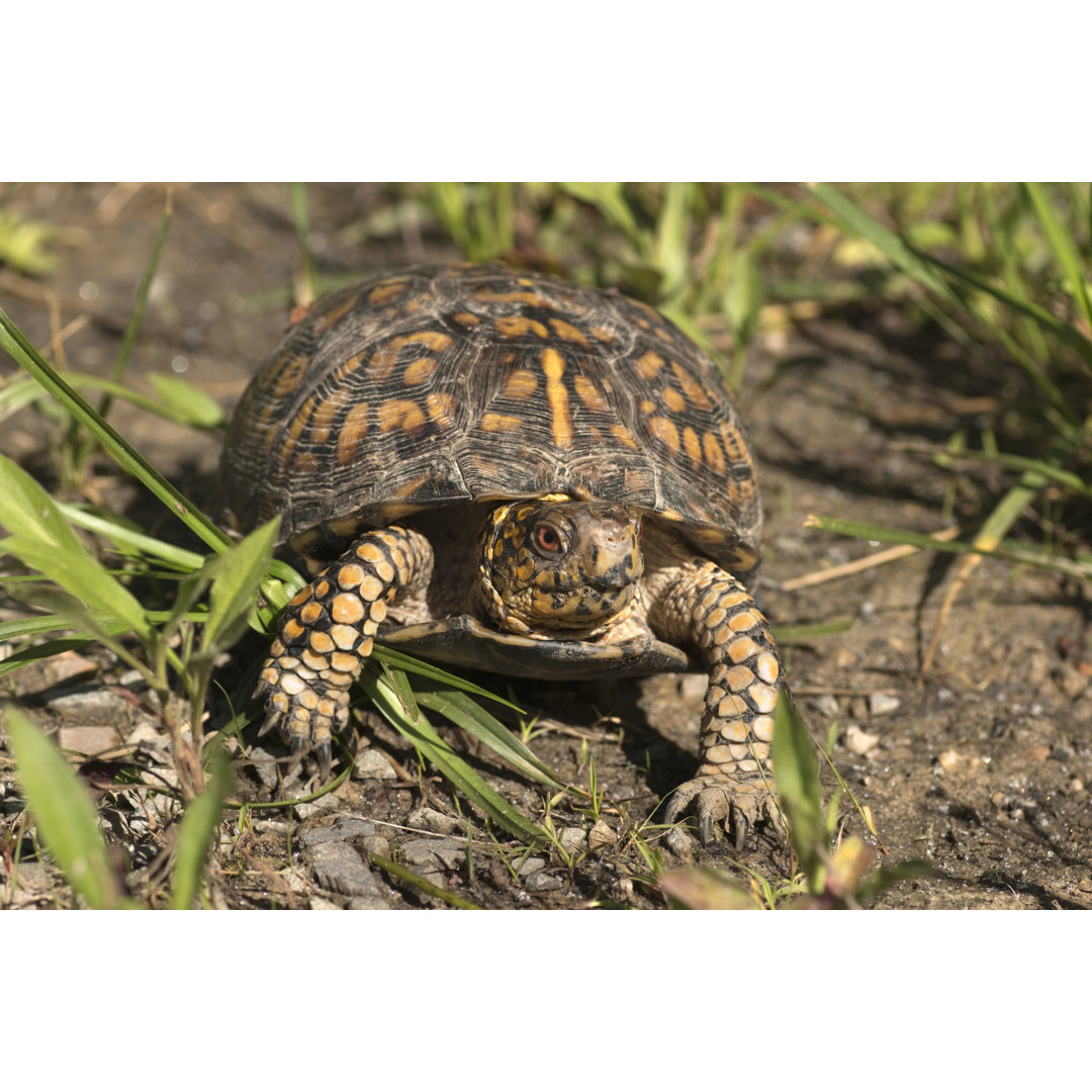 Nahaufnahme einer Schildkröte von Milehightraveler - Ohne Rahmen auf Leinwand drucken