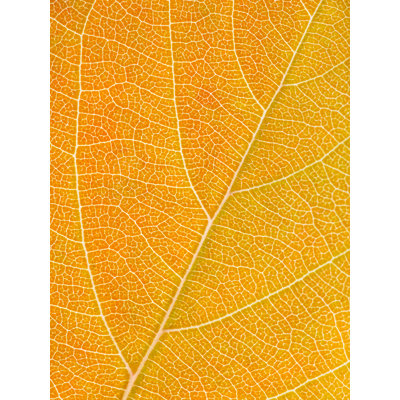 Autumn Leaf by Philippe Monthoux
