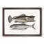 Skipjack & Hind Fish by Mark Catesby - Picture Frame Painting Print-55739588-55739590