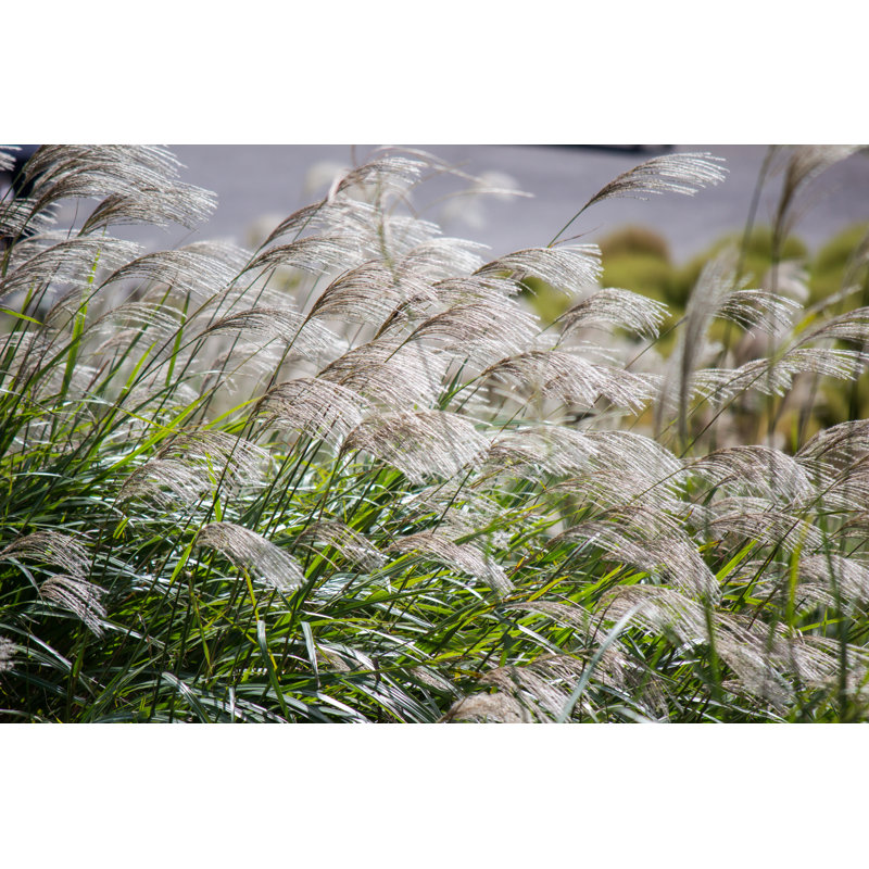 Susuki Blowing In The Breeze by Ntrirata - Wrapped Canvas Print, 30cm H x 46cm W x 3.8cm D